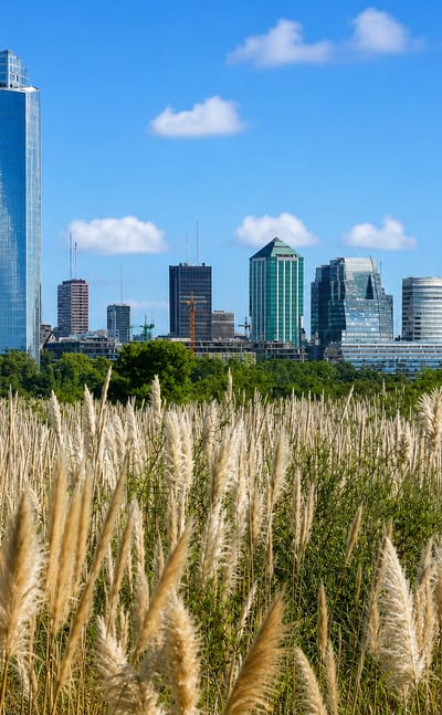 Modern glass-tower skyline of the Buenos Aires central business district seen across a pampas-grass reserve