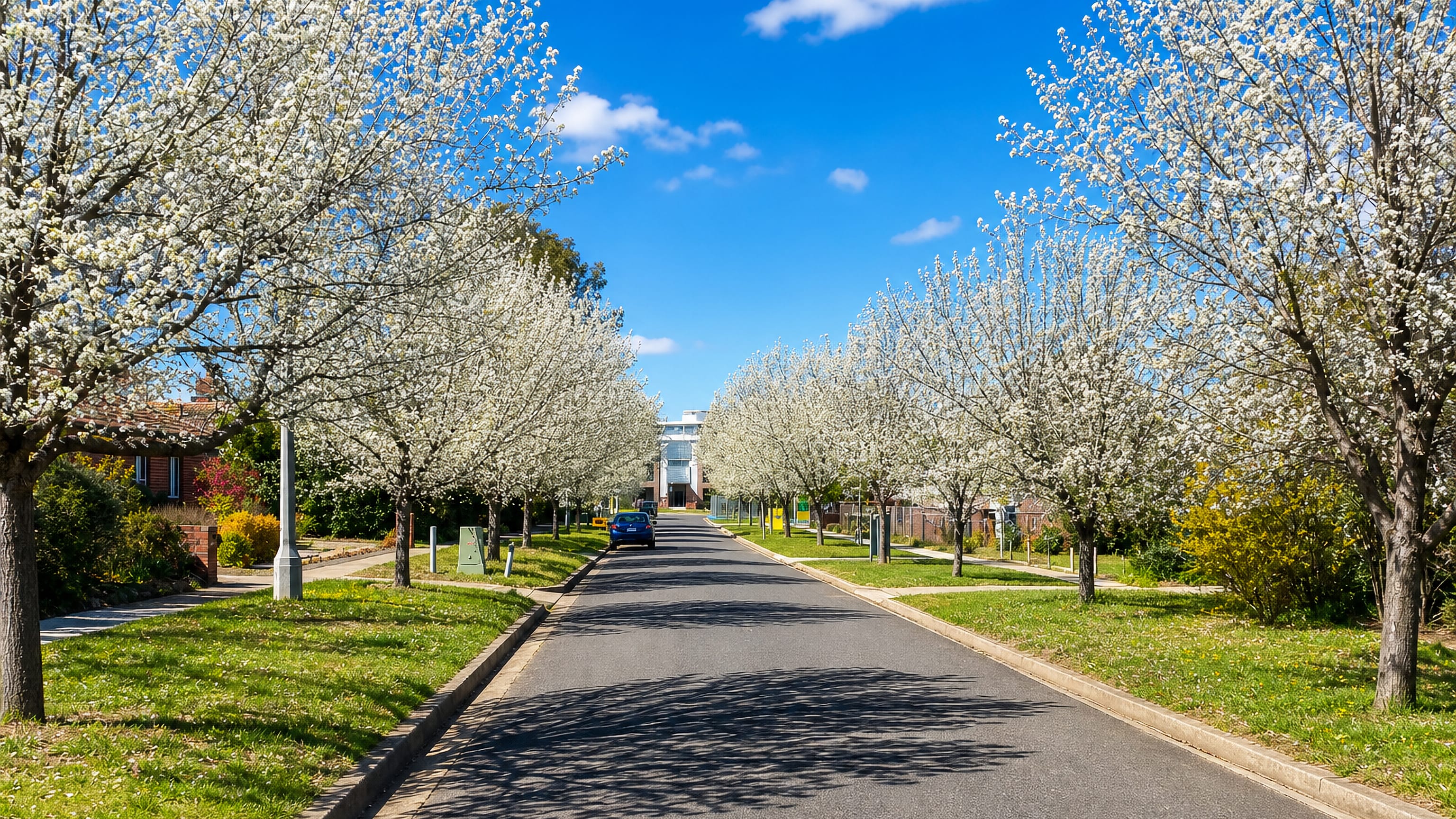 Blossoming street trees lining a quiet residential road in O'Connor, inner-north Canberra.