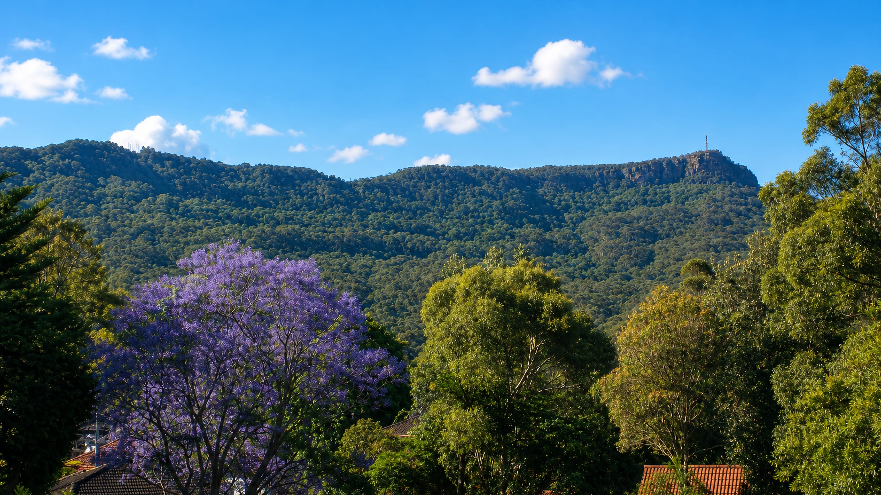 The forested Illawarra Escarpment rising above Balgownie's tiled rooftops and a flowering jacaranda