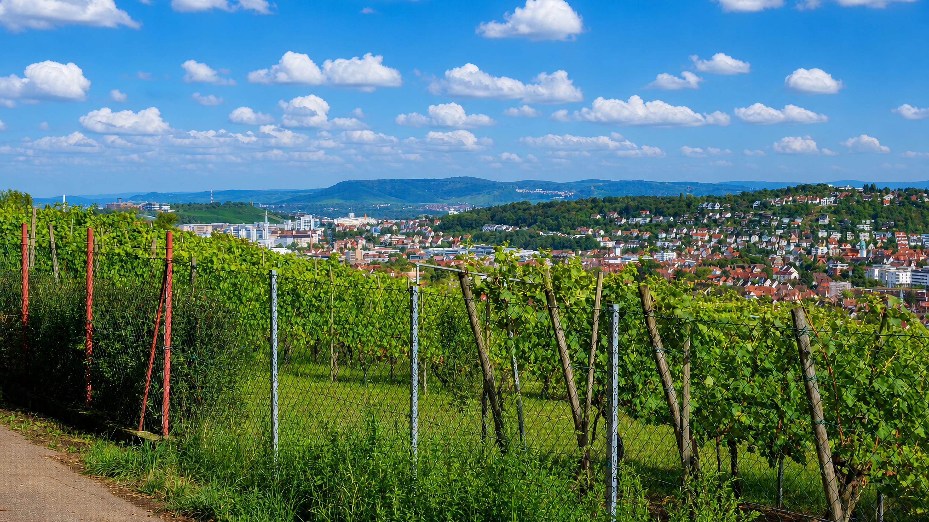 Hillside vineyards overlooking the red-roofed valley houses and wooded hills of Stuttgart-Feuerbach.