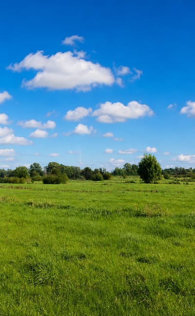 Green marshland meadow under a bright blue sky with scattered clouds in rural Kirchwerder, Hamburg