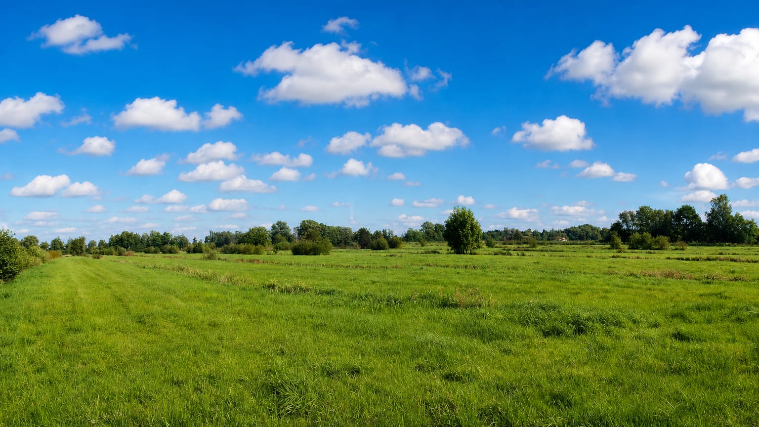 Green marshland meadow under a bright blue sky with scattered clouds in rural Kirchwerder, Hamburg