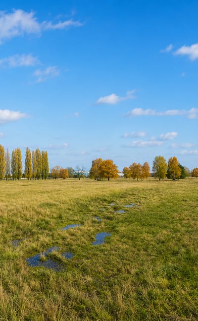 Autumn meadow with boardwalks and poplar rows in the Johannisthal landscape park, Berlin