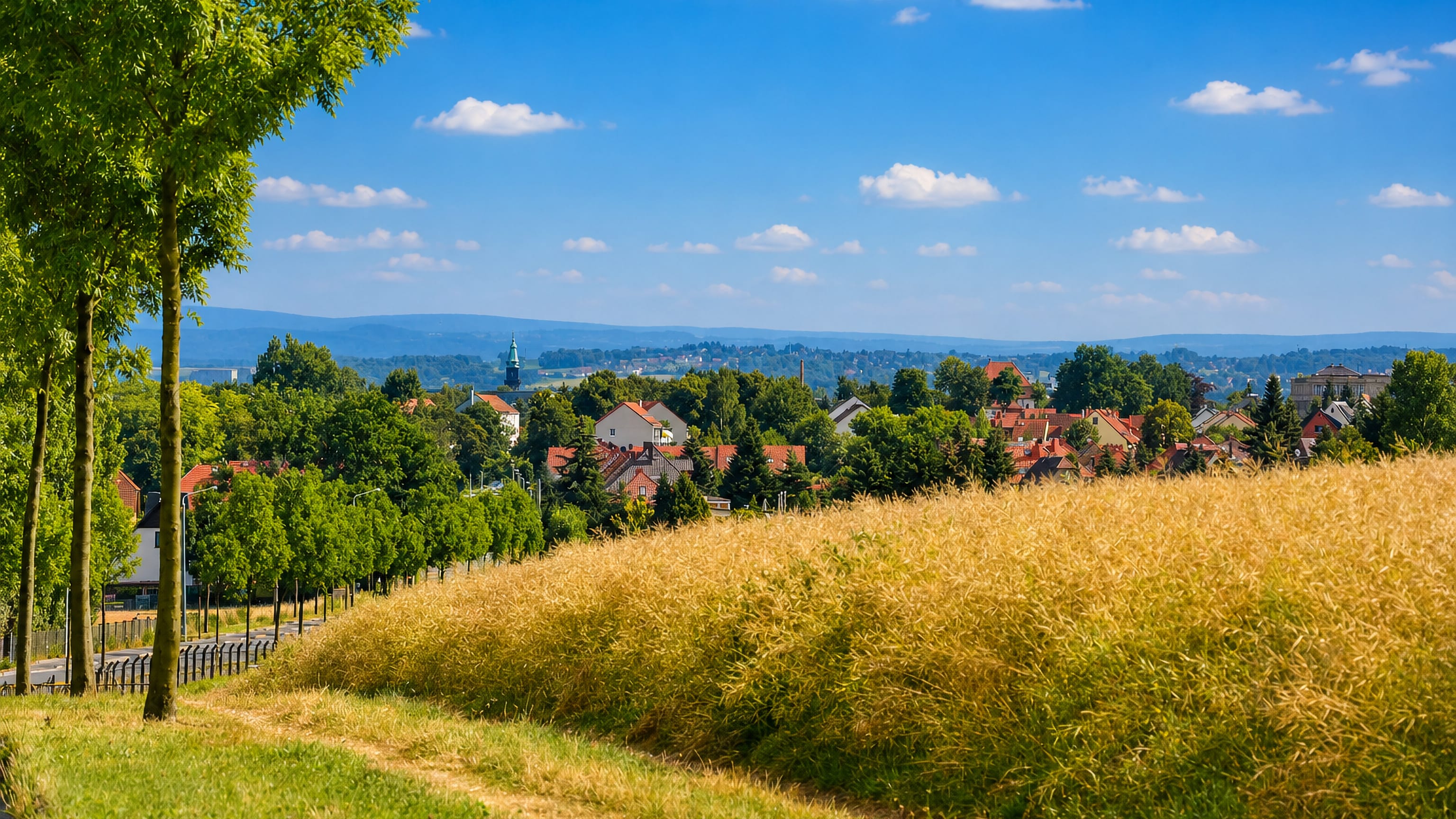 Ripening grain field and tree-lined lane above the red roofs of Weißenborn near Zwickau.