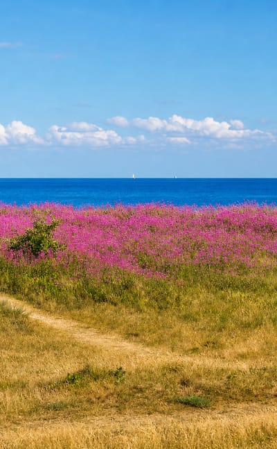 Pink wildflower meadow and grassy path leading to the Baltic Sea at Marielyst, Denmark, with distant sailboats