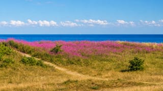 Pink wildflower meadow and grassy path leading to the Baltic Sea at Marielyst, Denmark, with distant sailboats