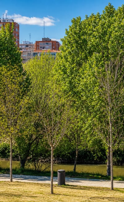 A riverside poplar park along the Manzanares with residential towers behind in Madrid's Usera district.