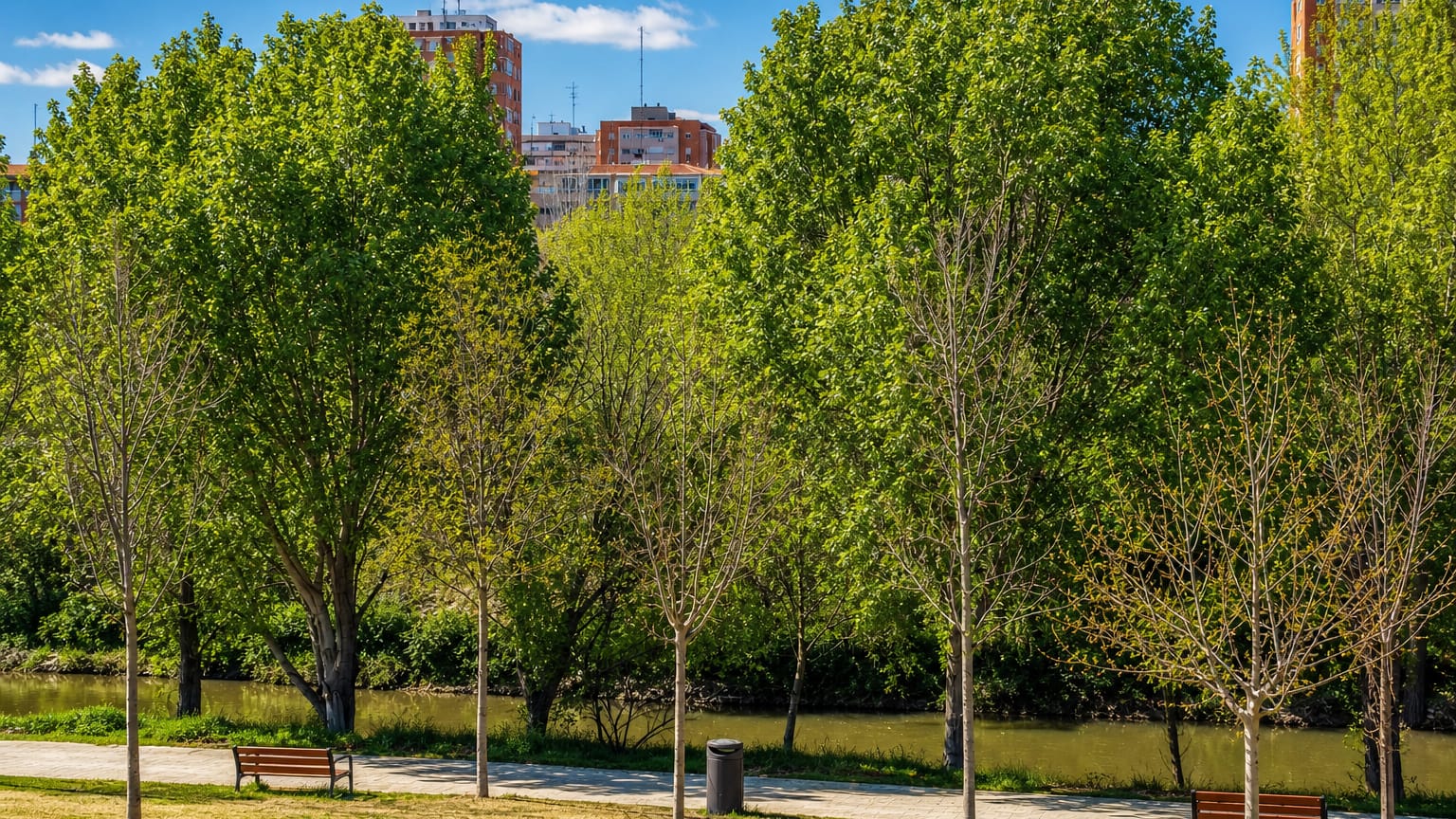 A riverside poplar park along the Manzanares with residential towers behind in Madrid's Usera district.