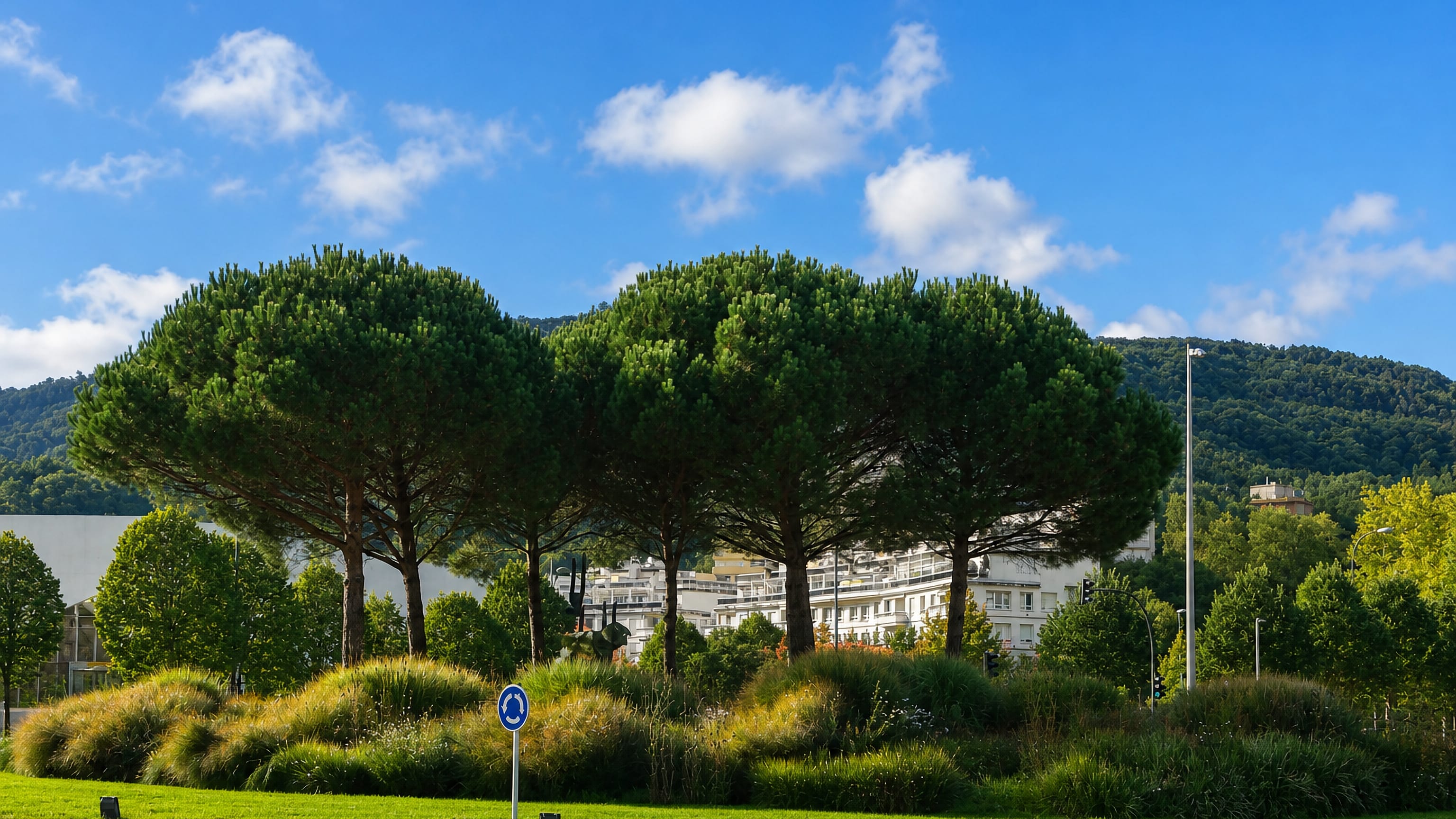 Stone pines on a planted roundabout before white apartment blocks and wooded hills at Ibaeta, San Sebastian.