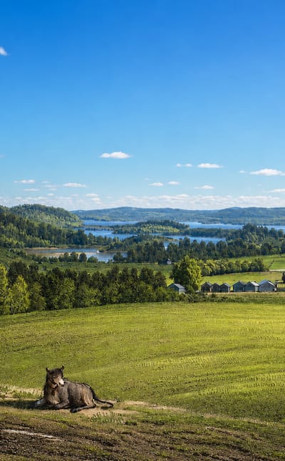 Grassy hilltop overlooking forested lakes, islands and scattered farmsteads at Joutsa in Finland's Lakeland
