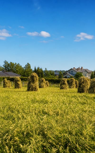 Sunlit hay-drying racks in a green field with farmhouses and forest under a blue sky in Tammela, Finland.