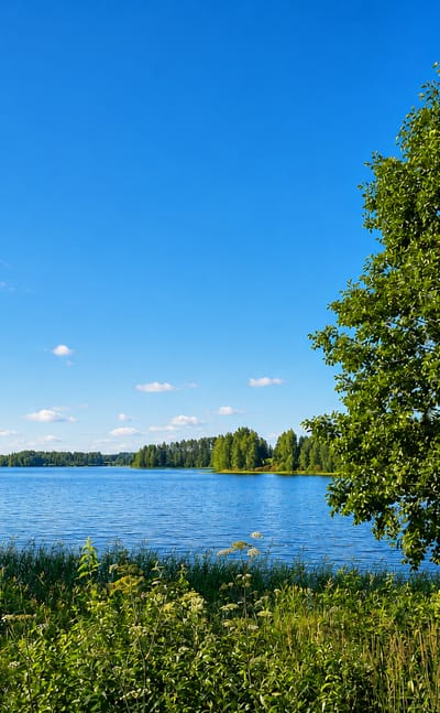 Calm blue lake fringed by forested shores under a clear summer sky, with a leafy tree and wildflowers in Ylöjärvi, Finland.
