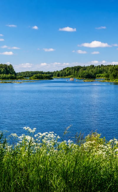 Wide calm river bordered by green forested banks and white summer wildflowers under a blue sky at Ii, Finland.