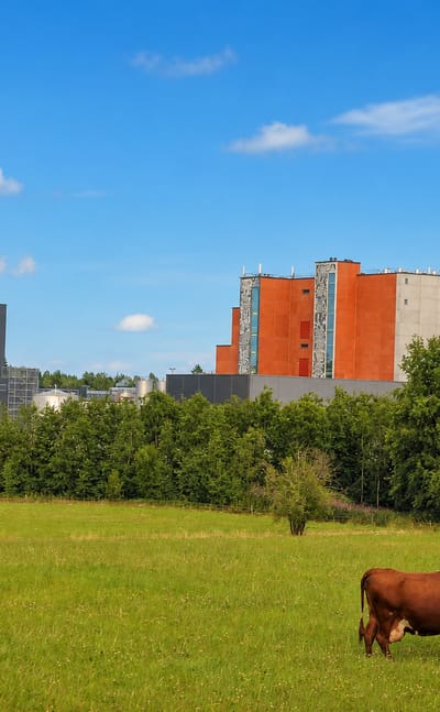 Industrial buildings and a tall chimney behind a treeline with a brown cow grazing in a green meadow in Lapinlahti, Finland.