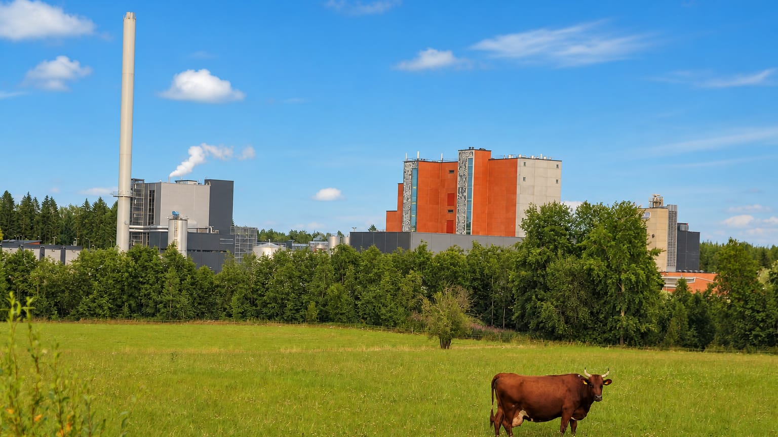 Industrial buildings and a tall chimney behind a treeline with a brown cow grazing in a green meadow in Lapinlahti, Finland.