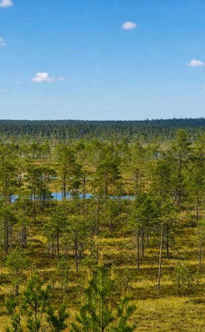 An open pine mire wetland with small pools and a forest horizon near Karvia, Finland.