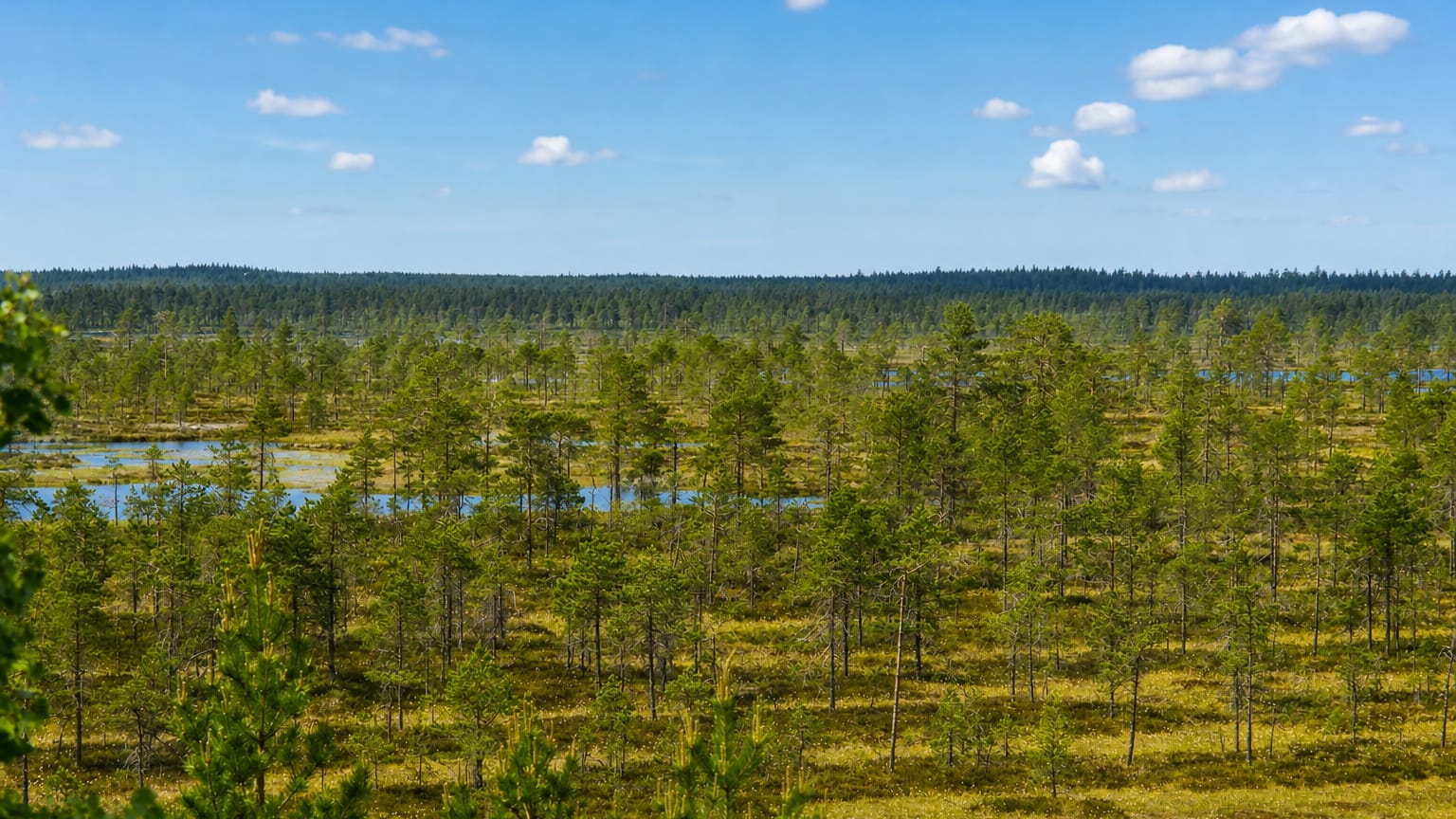 An open pine mire wetland with small pools and a forest horizon near Karvia, Finland.