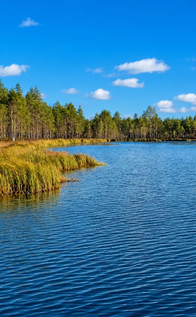 Calm blue lake edged by golden reeds and boreal pine forest under a bright sky in Evijärvi, Finland.
