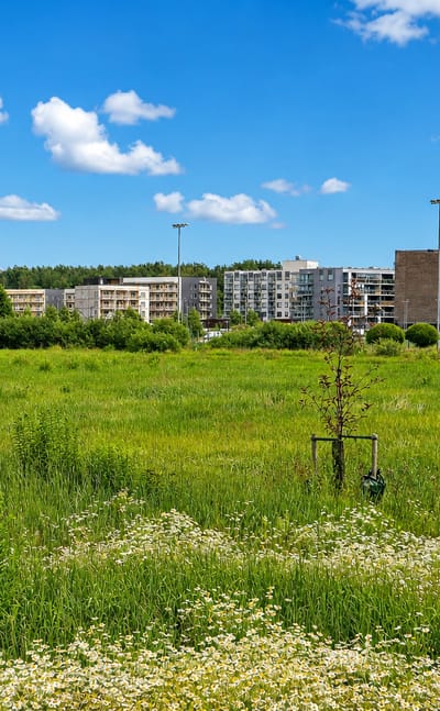 New apartment blocks rising beyond a wildflower meadow in Henttaa, a developing residential district of Espoo, Finland.