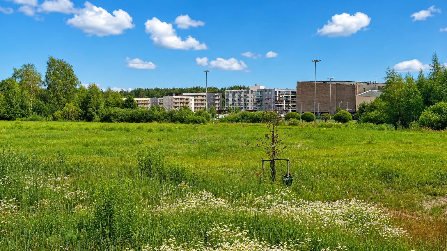 New apartment blocks rising beyond a wildflower meadow in Henttaa, a developing residential district of Espoo, Finland.