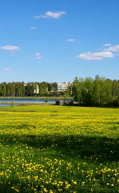 Apartment blocks of Munkkivuori, Helsinki rising beyond a dandelion meadow and a calm lake under a blue summer sky.
