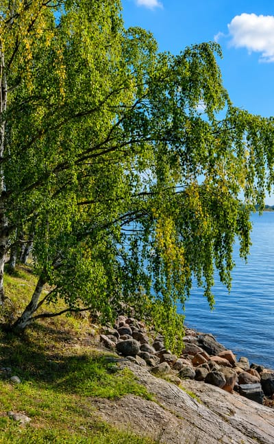 Birch-lined shore path beside the sea at Vanha Munkkiniemi, Helsinki, with distant towers across the bay.