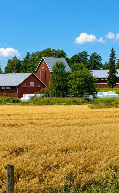 Red timber farm buildings behind a golden oat field at the Viikki research farm in eastern Helsinki.