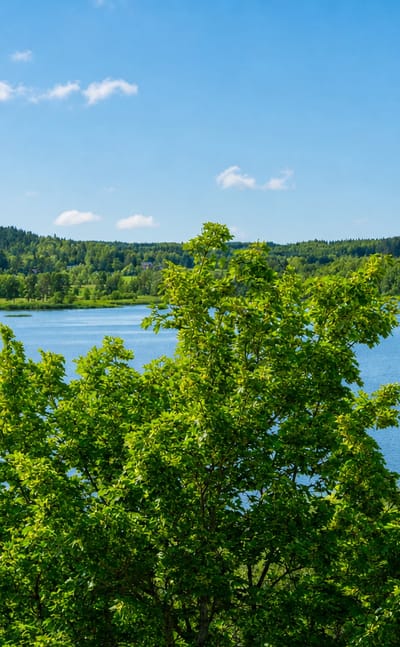 Lapinjärvi lake framed by green birch and leafy trees, with forested shores under a blue summer sky in Uusimaa, Finland.
