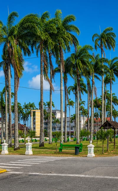 Cayenne's Place des Palmistes lined with towering royal palms and green benches before colonial buildings