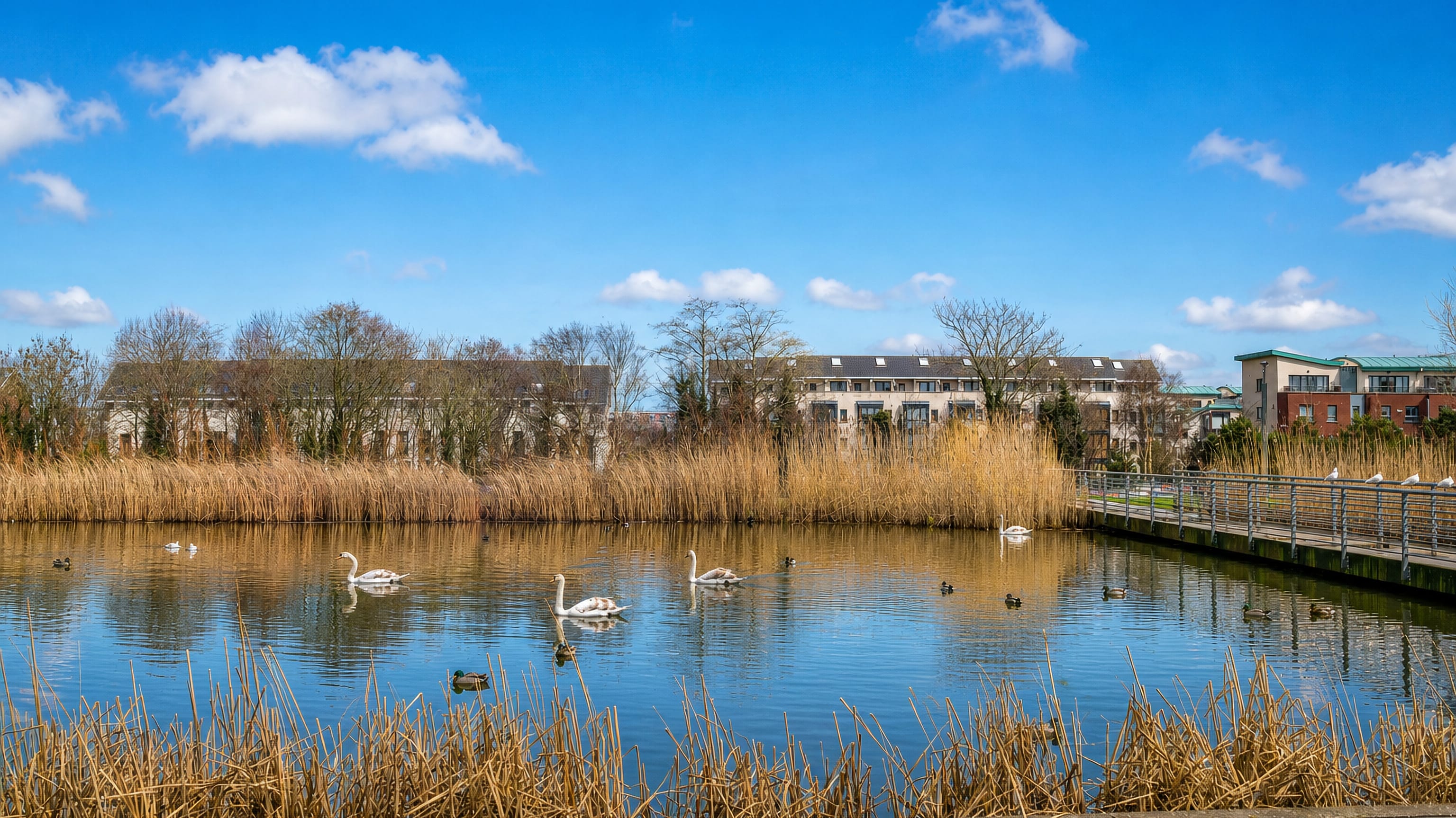 Swans on a reed-fringed lake in front of modern apartment blocks in Donaghmede, north Dublin.