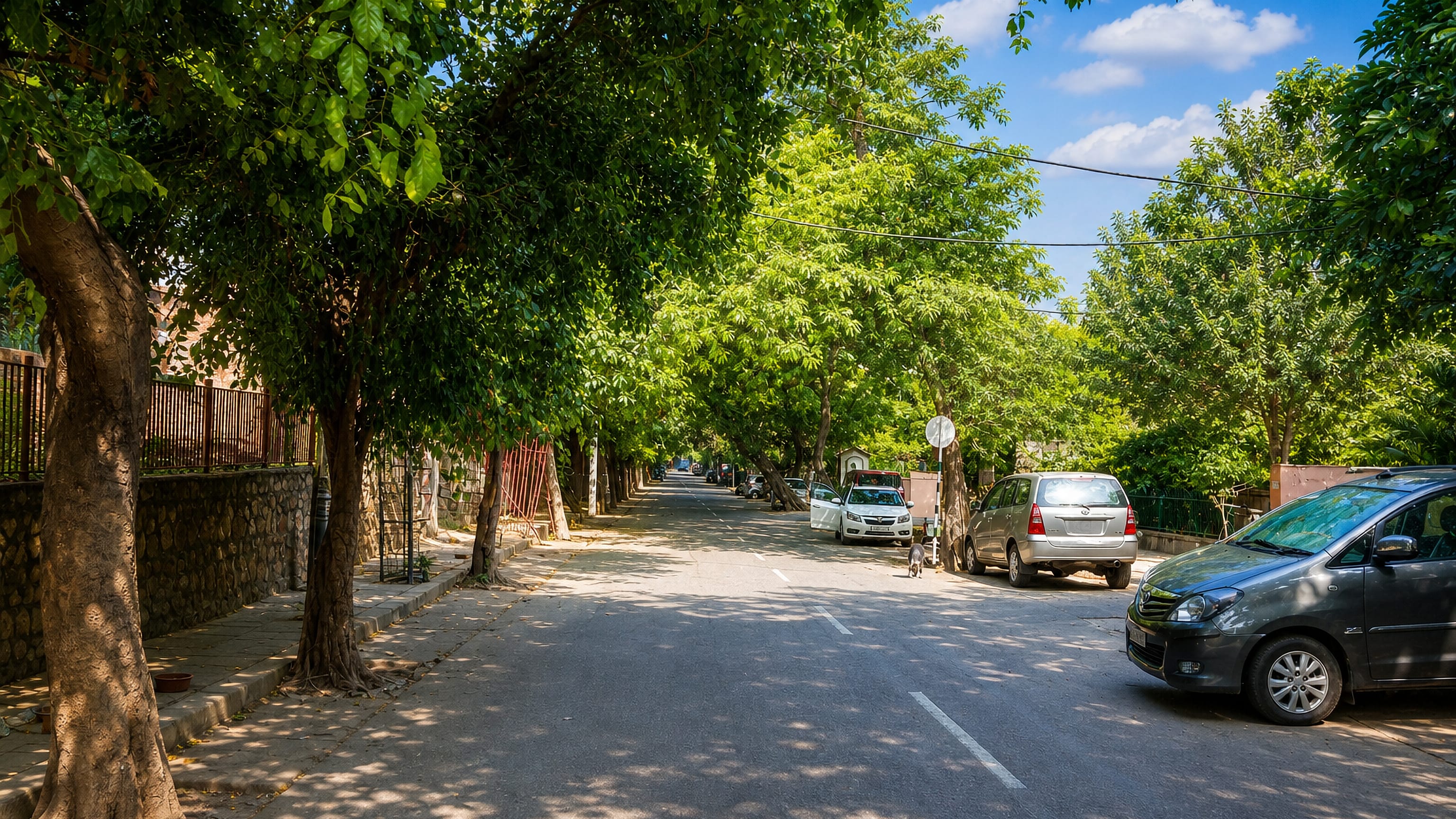 Leafy residential lane in Nizamuddin East, New Delhi, shaded by mature trees with cars parked along the kerb.