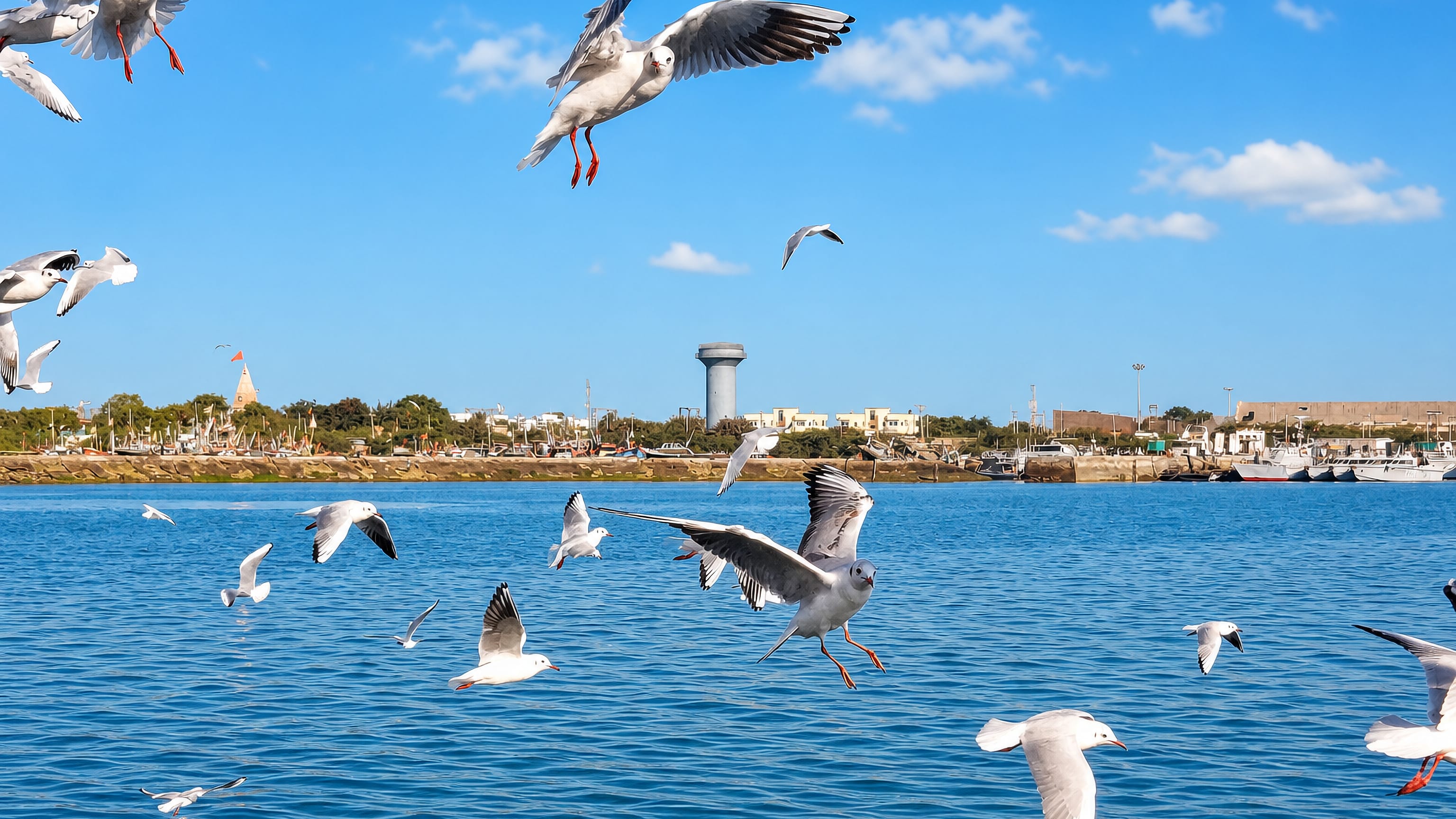 Gulls wheeling over the harbour at Okha, Gujarat, with the port's water tower and a temple spire beyond.