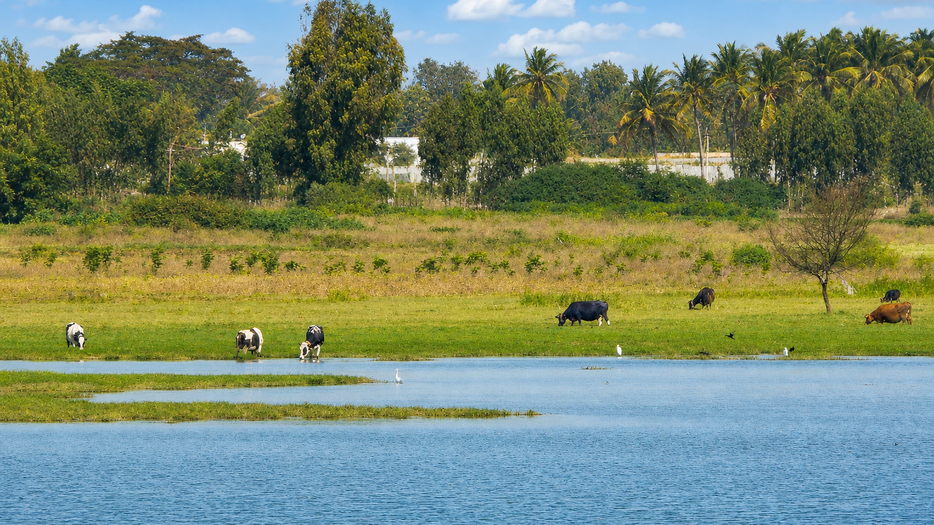 Cattle and egrets on the green shore of the lake at Hoskote, Karnataka, India, fringed by coconut palms.