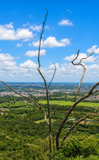 Distant sprawl of Mysuru viewed across green plains and a bare tree from Chamundi Hill