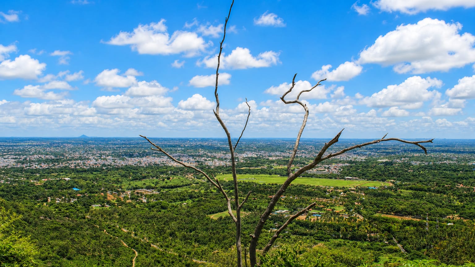 Distant sprawl of Mysuru viewed across green plains and a bare tree from Chamundi Hill