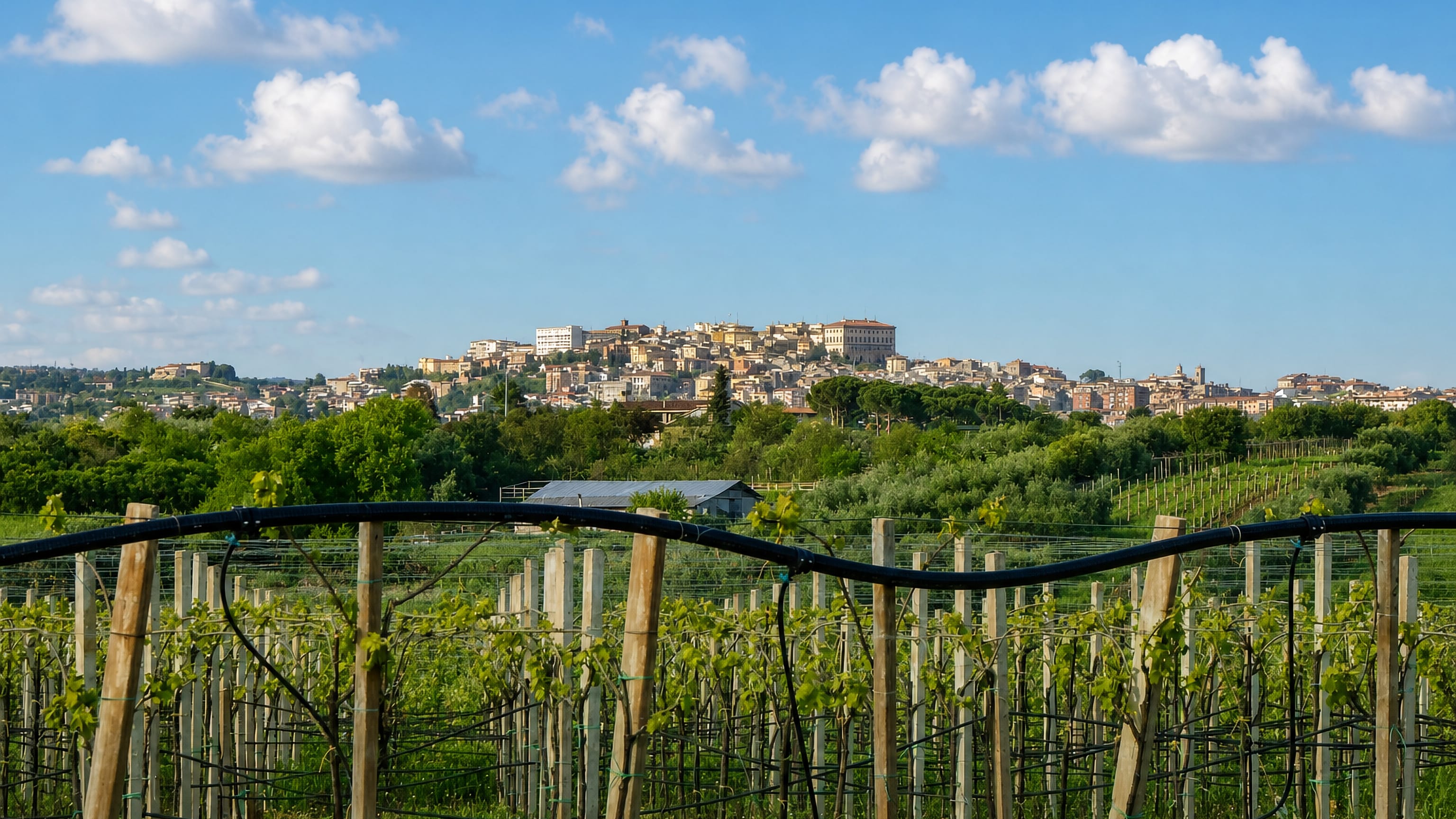 Hilltop Velletri, Italy, rising above the young vineyards of the Castelli Romani wine country.