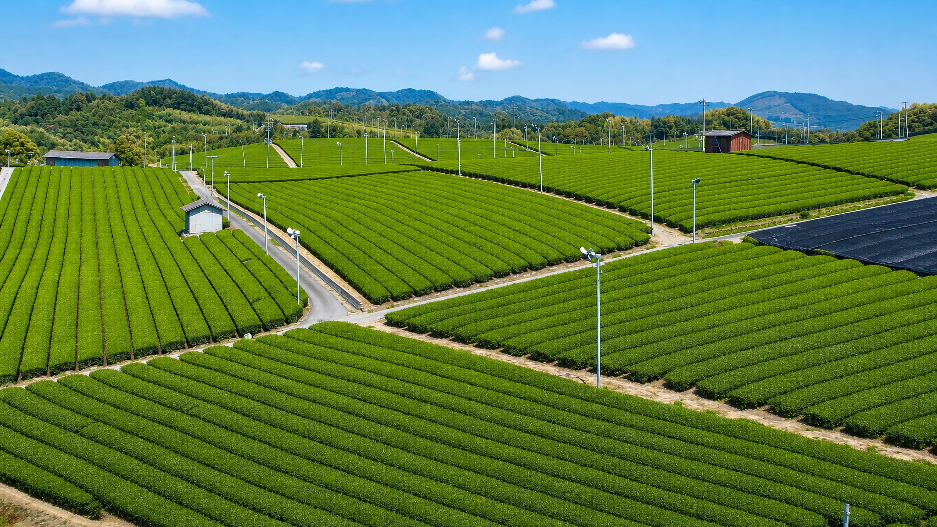 Terraced green tea fields stepping across the hills around Yame, Fukuoka Prefecture, Japan.