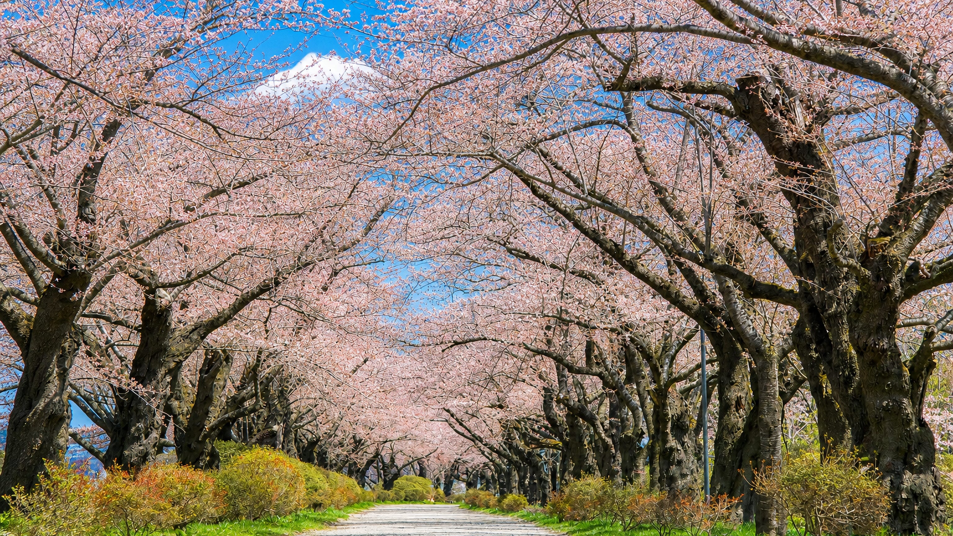 Cherry blossom tunnel along a gravel path in Kitakami, Iwate, with a snow-capped mountain beyond.