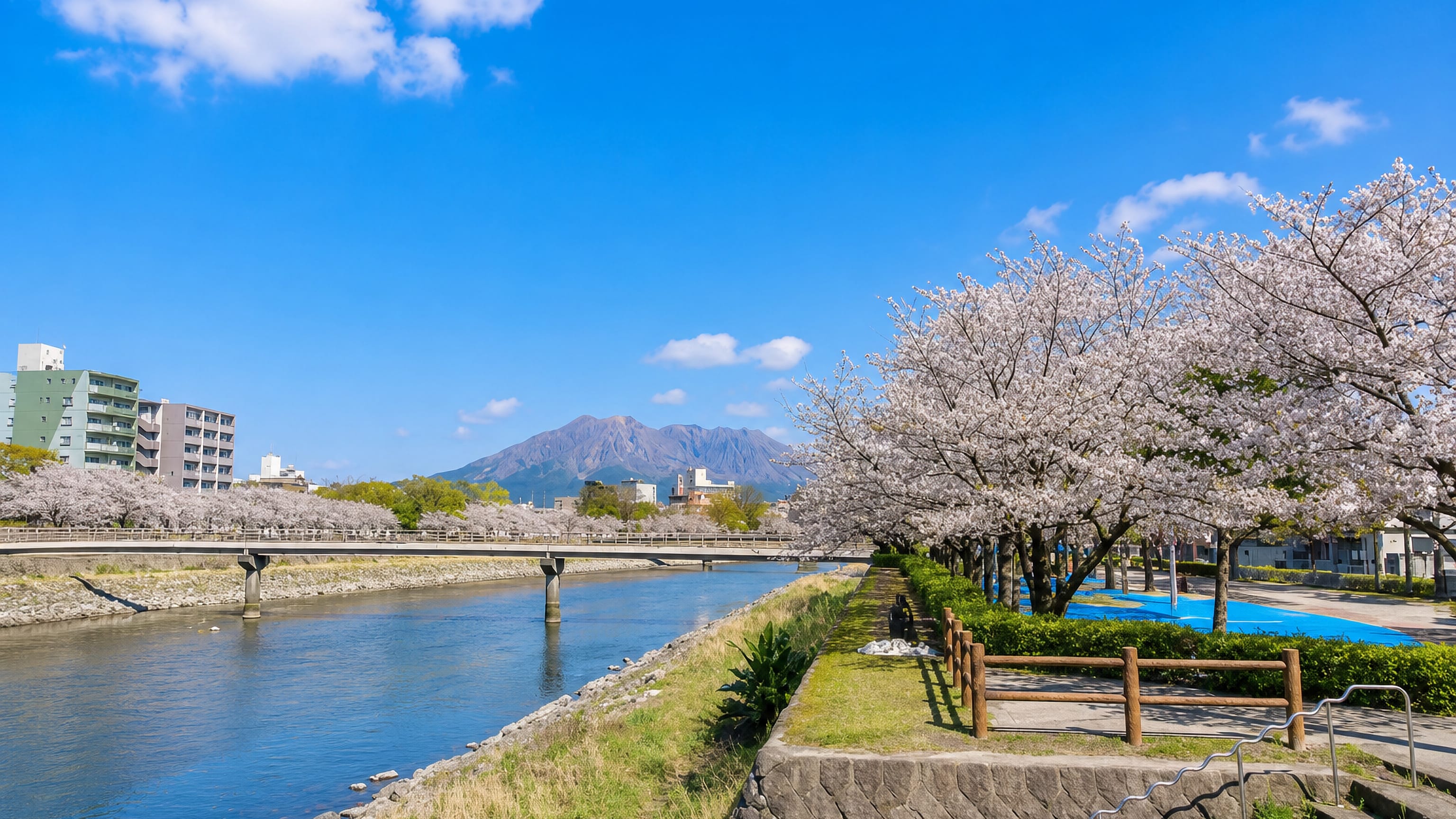 Cherry trees in bloom along a riverside park in Kagoshima, Japan, with Sakurajima volcano beyond.