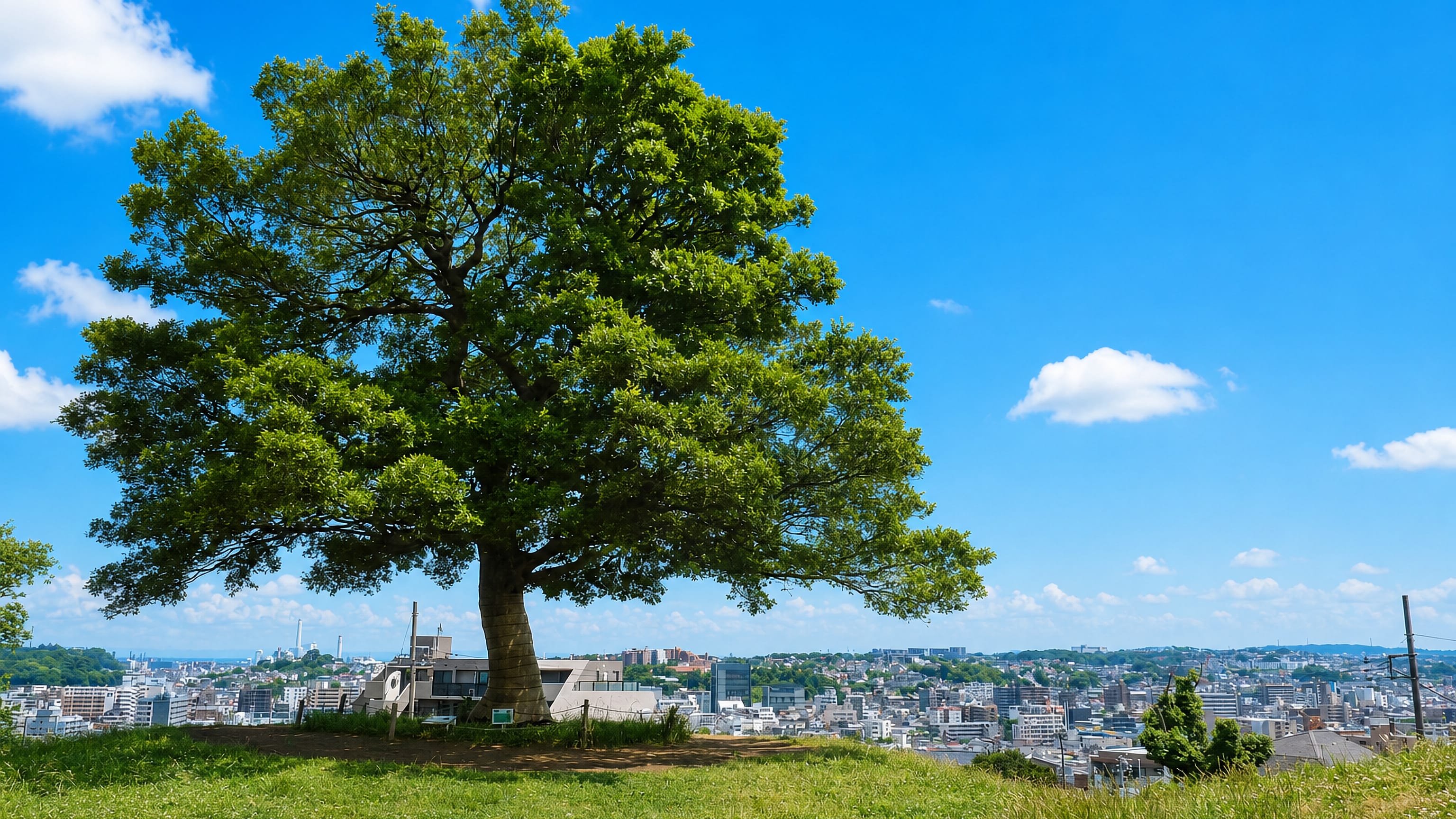 A broad tree on a grassy hilltop overlooks the dense hillside townscape of Minami-ku, Yokohama.