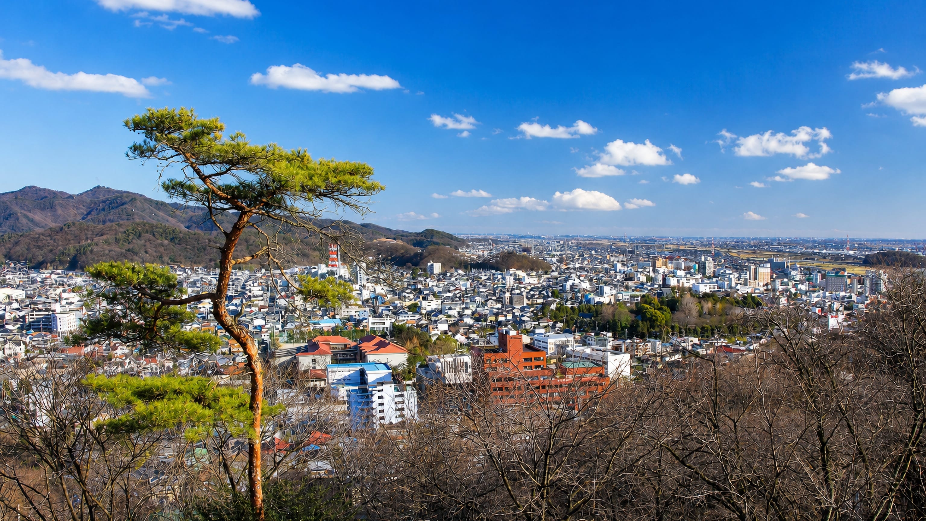 Ashikaga, Tochigi, spread across its valley below wooded hills, framed by a pine at a hillside viewpoint.