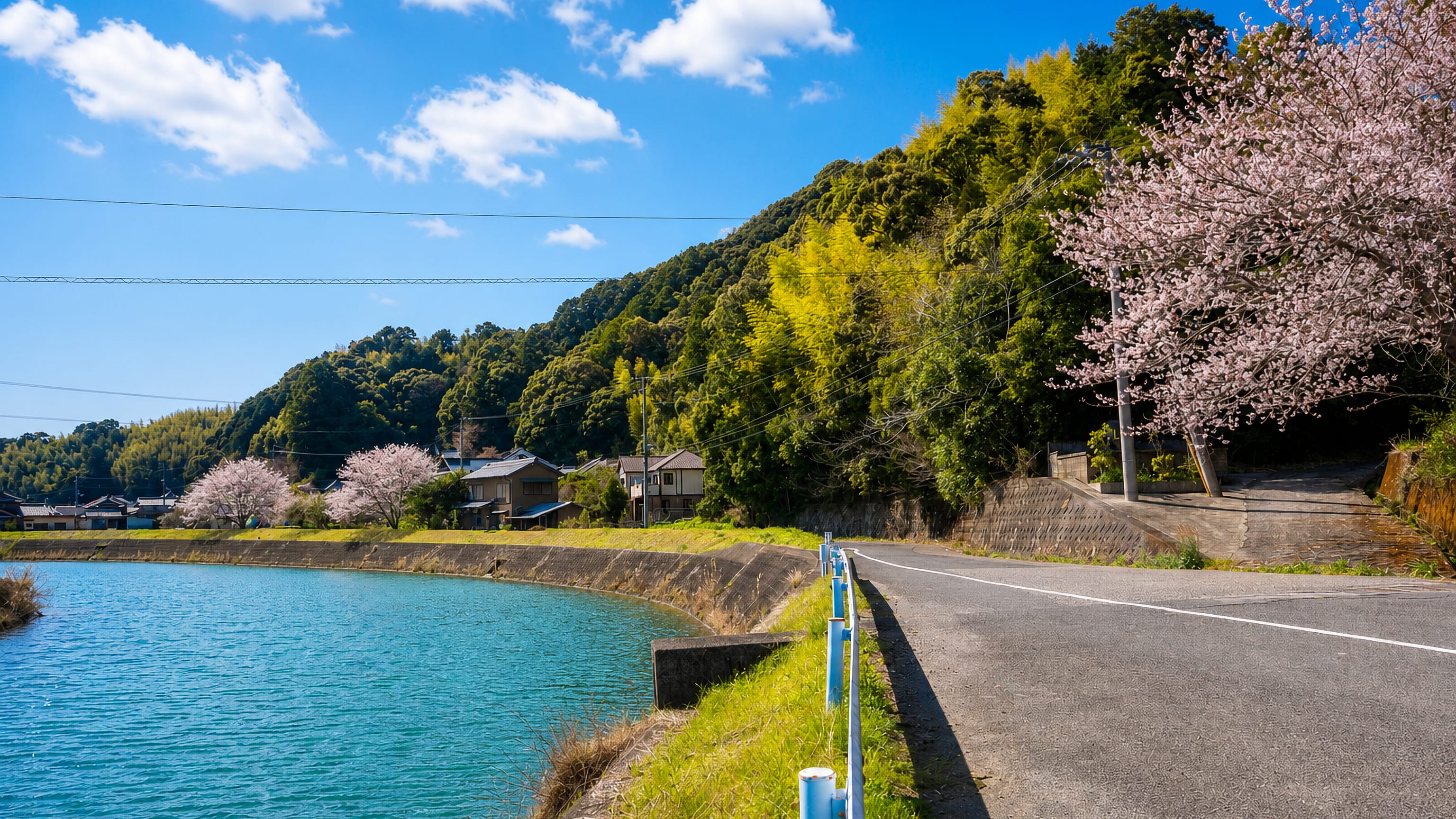 Cherry blossoms along a lakeside road below forested hills at Anan in Tokushima Prefecture, Japan.