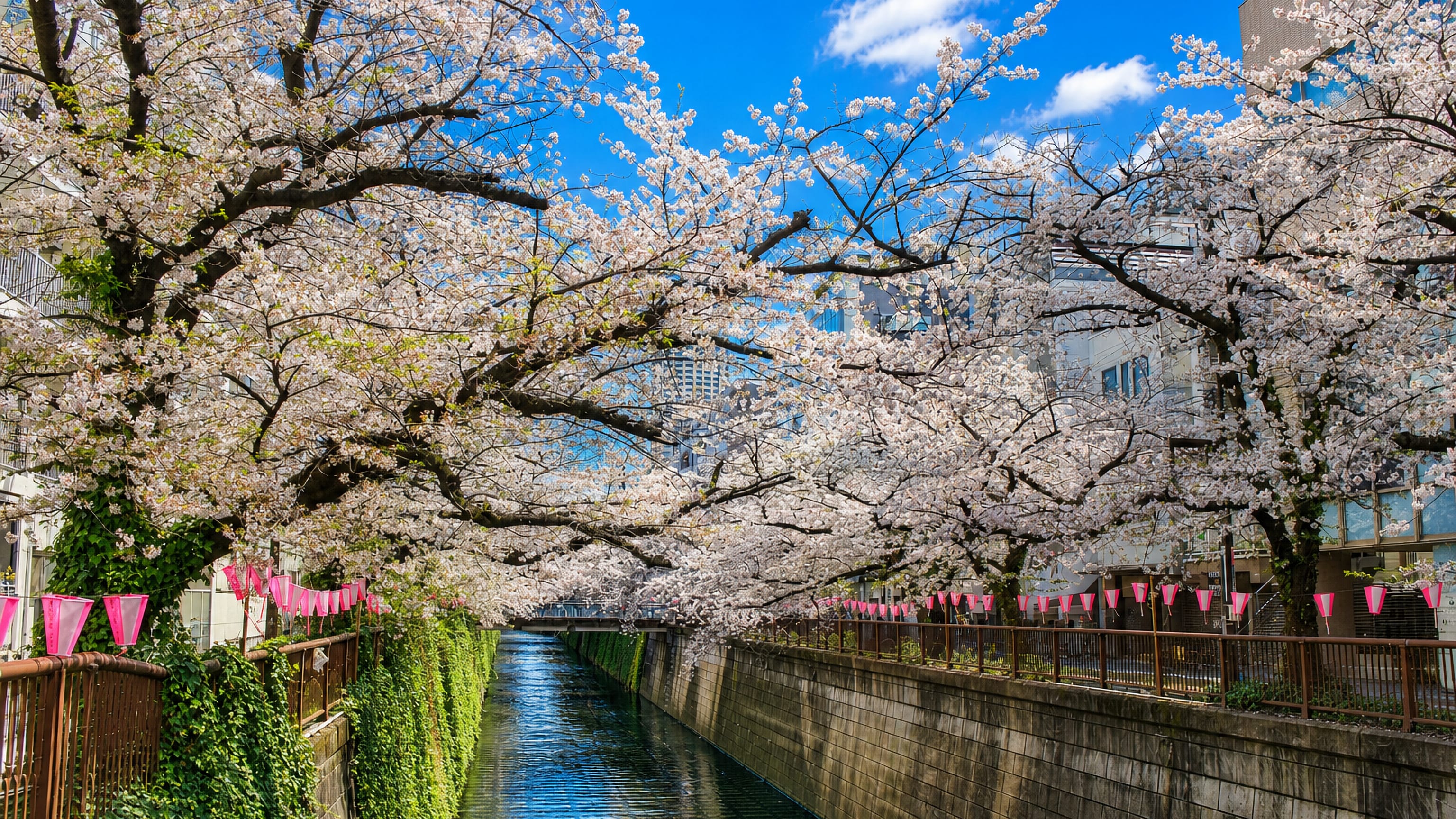 Cherry blossoms and pink lanterns lining the Meguro River canal through Nakameguro, Tokyo, under a bright blue sky.