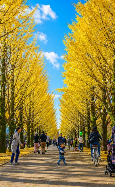 People strolling a golden ginkgo tree avenue in autumn at a park in Nerima, Tokyo.