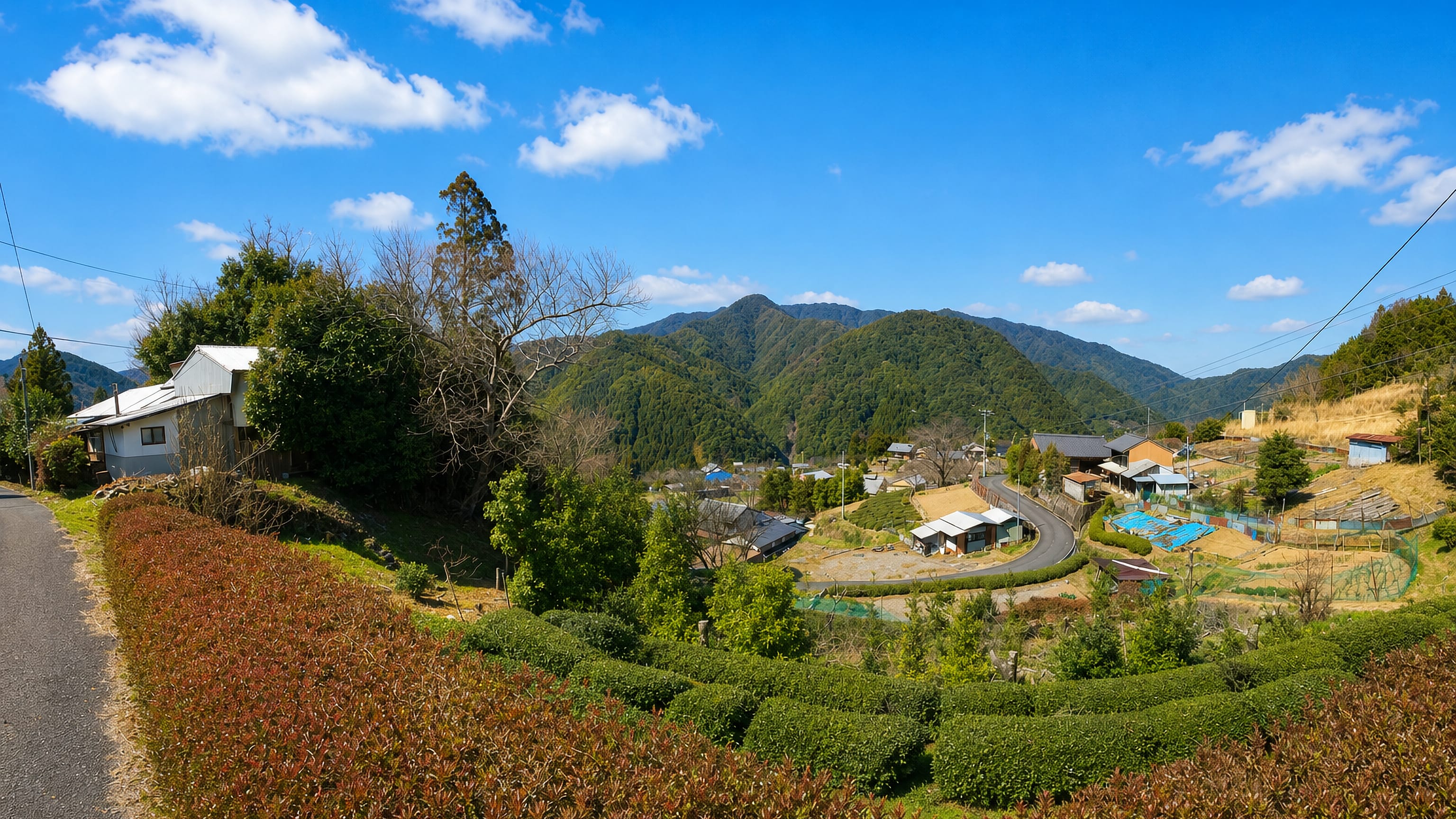 Hillside hamlet with terraced hedges and forested mountains in the Tanabe area, Wakayama
