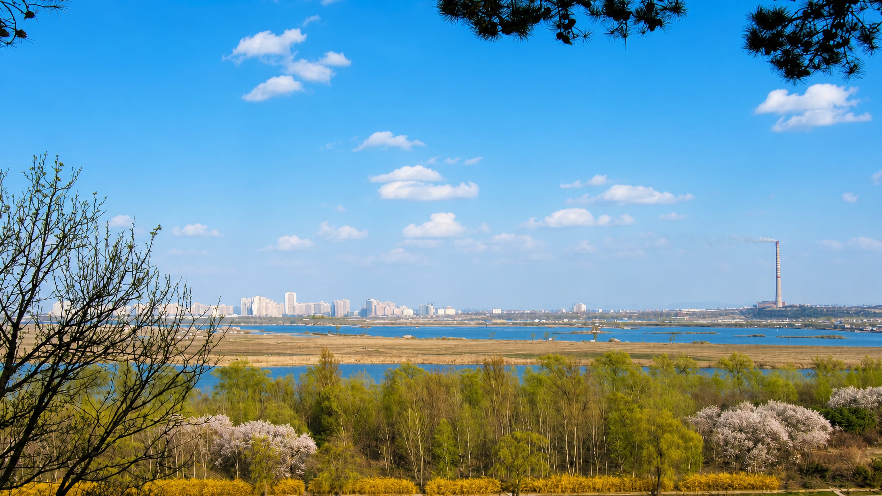 Blossoming riverbank at Man'gyŏngdae-ri with Pyongyang's apartment blocks along the far horizon