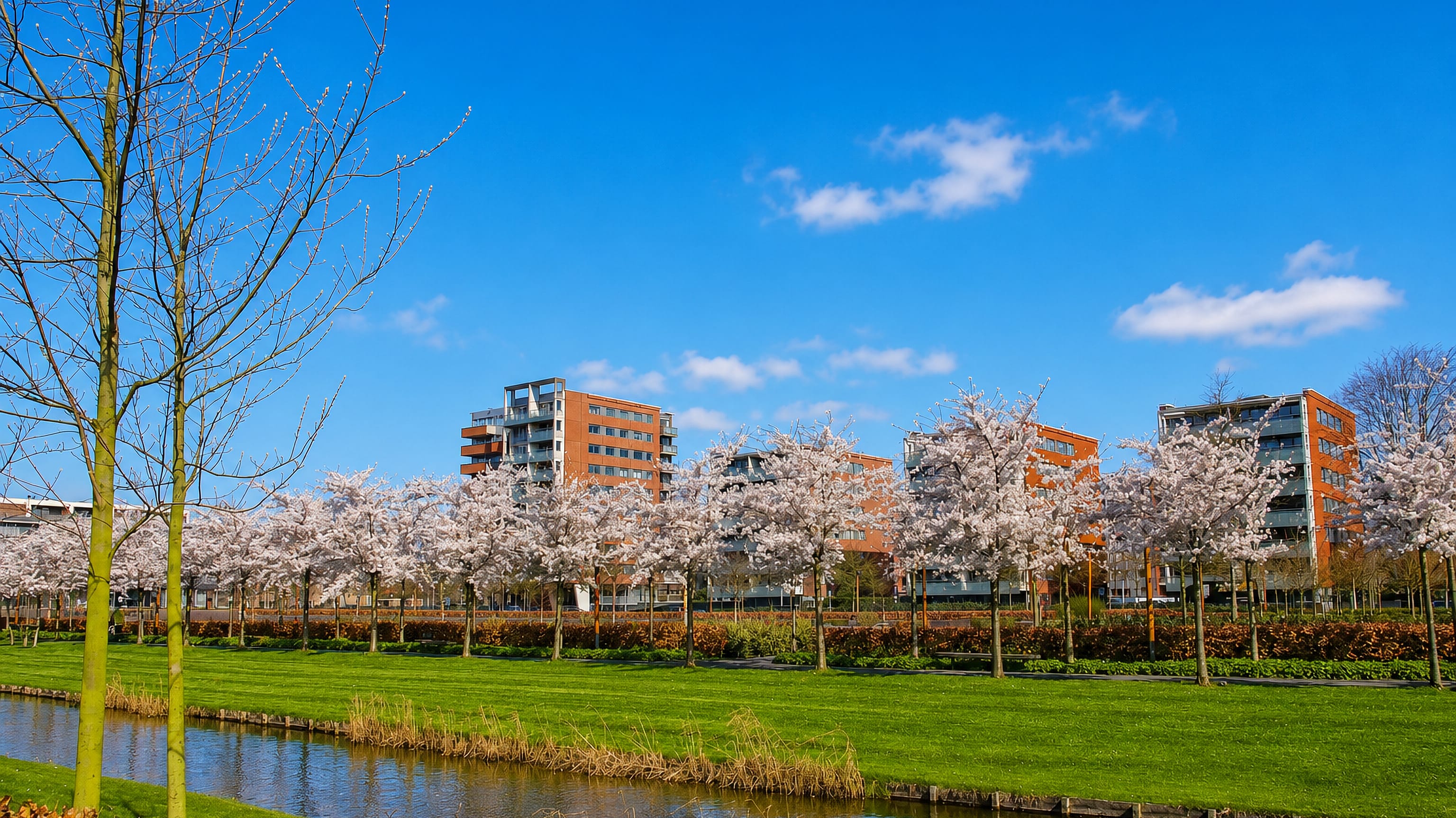 Blossoming cherry trees line a canal below modern brick apartment blocks in Amstelveen, Netherlands.