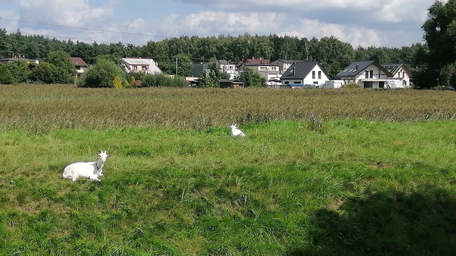 Strzybnica