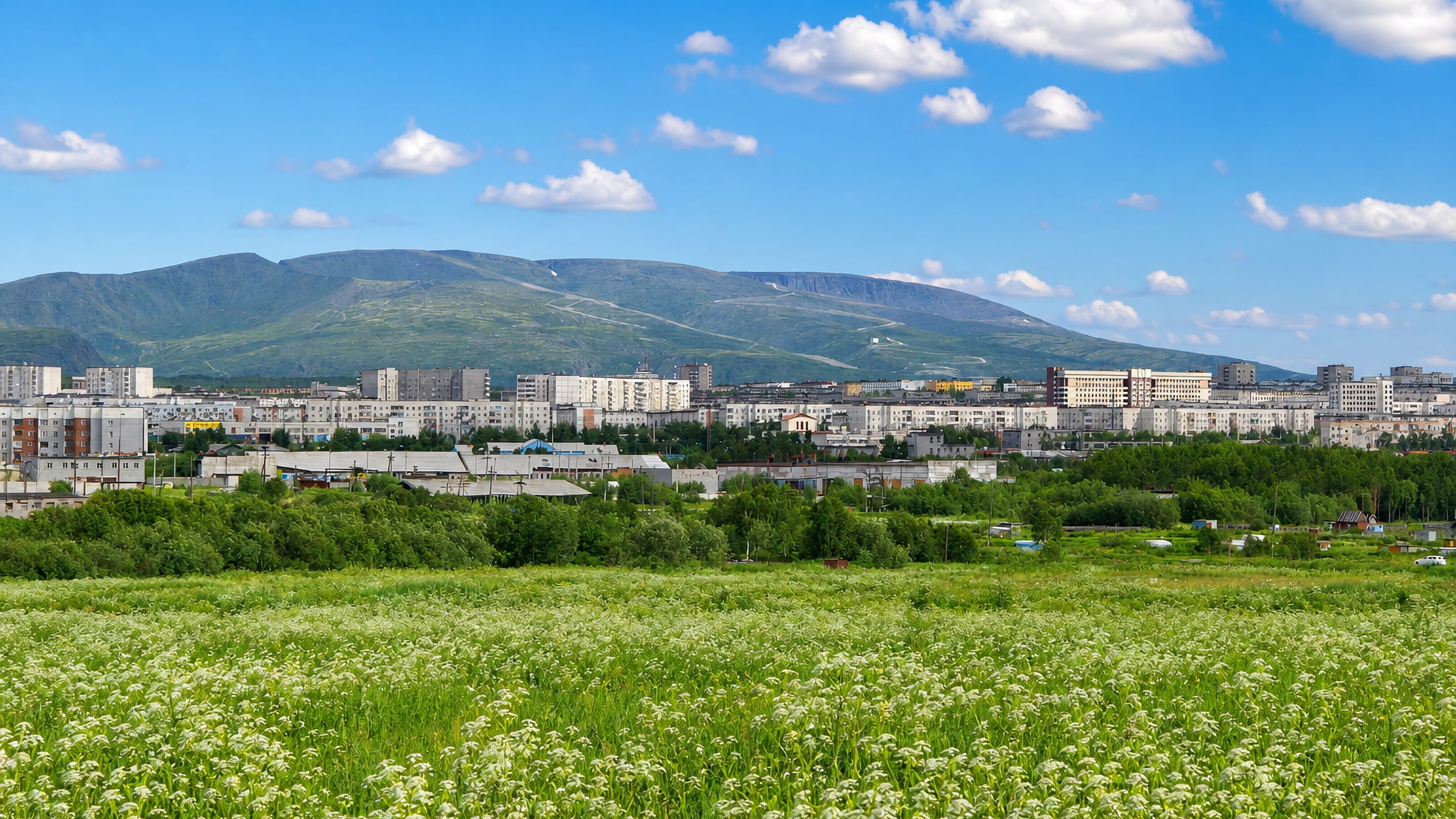 Apatity, Russia: low apartment blocks below the Khibiny mountains, seen across a flowering summer meadow.