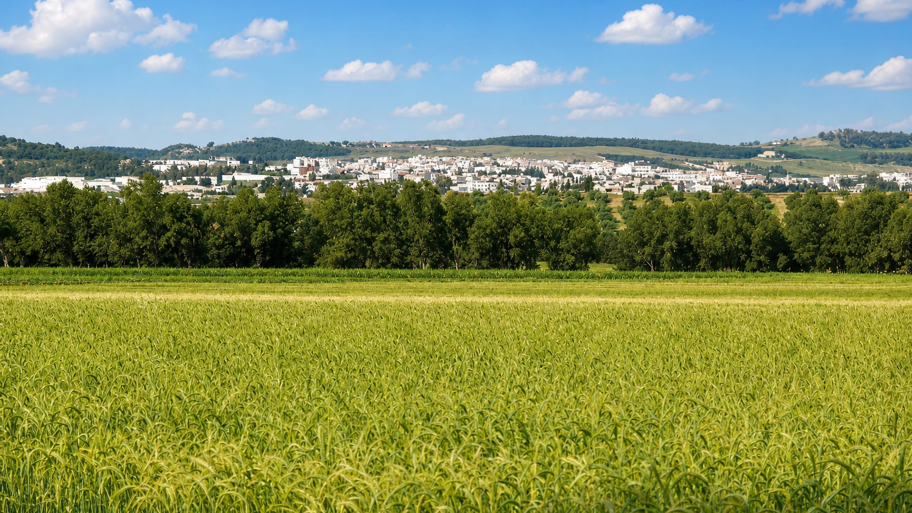 Whitewashed hilltop town of Béja, Tunisia, seen across a green wheat field and a line of poplars